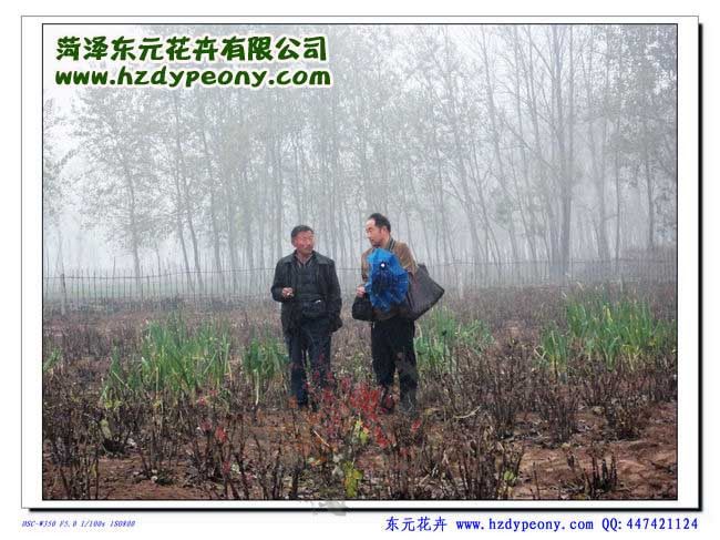2011年11月5日上海植物�@高�工程��康喜信先生（右）到我基地考察